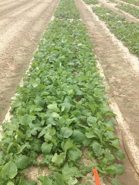 a field planting of turnip plants with normal growth
